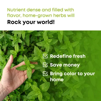 There's nothing like the flavor of home-grown herbs. Growing your own mint, basil, or rosemary is a simple way to redefine freshness, save money, and add natural beauty to your home.