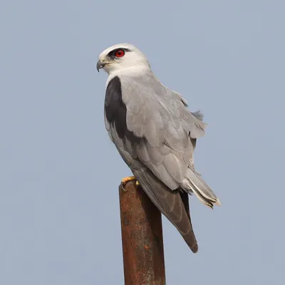 The piercing red eyes of the Black-winged Kite are unmistakable. This small but fierce raptor has a wide distribution across Africa and Asia. This particular bird was unfazed by my presence, allowing me to capture its intense, focused stare from a close distance in India.