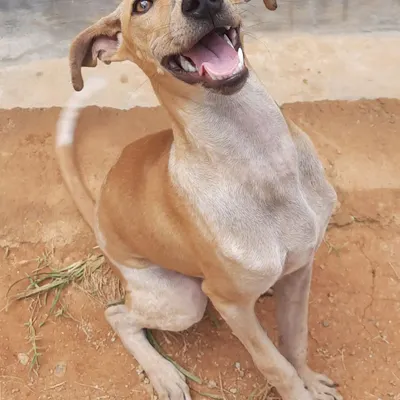 This happy face belongs to Merlyn, a rescued Indie who came to us to recover after a bad accident affecting her legs. Seeing her so full of life is why we do what we do. We offer a safe and supportive space for pets to heal.