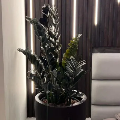 The deep purple-black leaves of the ZZ Raven plant are very unique. I paired it with a simple dark pot and used the client's existing wall lighting to highlight its form, making it a sophisticated bedroom accent.