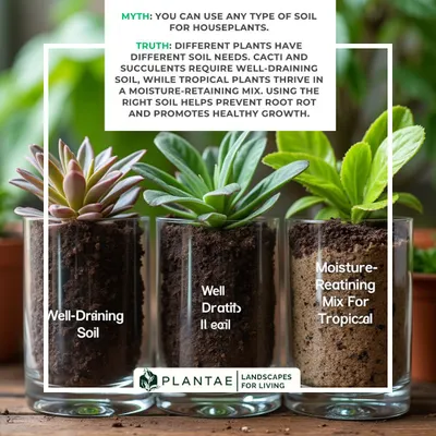 Myth: You can use any soil. Truth: Different plants have different needs. We help you choose the right mix, whether it's well-draining soil for succulents or a moisture-retaining mix for tropicals, to prevent root rot.
