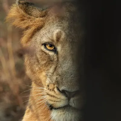 A creative portrait of a lioness, with half her face obscured by shadow. This artistic choice creates a sense of mystery and highlights her piercing golden eye.