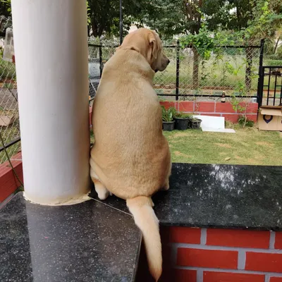 A quiet morning moment for one of our guests. Dogs are free to find their own favorite spots to relax, whether it's watching the world go by from the porch or snoozing in a sunbeam.