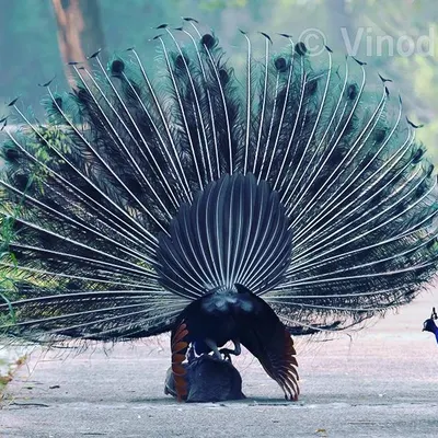 This is an unusual scene I captured during peafowl mating. While the pair was mating, a young male came very close to watch the process. It is moments like these that help us understand the social dynamics and learning processes in the wild, and it helps to clear the myths around their breeding.