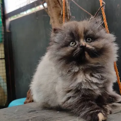 A stunning portrait of a fluffy Persian kitten with captivating eyes. We have extensive experience caring for long-haired breeds and playful young cats.