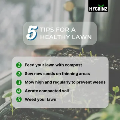 Want a healthier lawn? This guide covers five essential tips, including feeding with compost, mowing high to prevent weeds, and aerating compacted soil for better root growth.