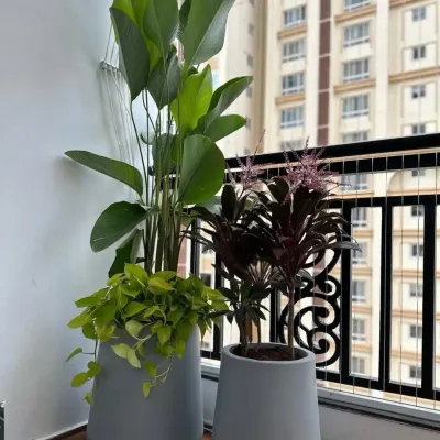 This cozy balcony corner features a tall Calathea and a colorful Cordyline, both of which are pet-safe. We help you choose beautiful plants that won't pose a risk to your furry family members.