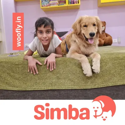 Meet Simba, a happy Golden Retriever, posing with his best friend after his grooming session. A clean pet makes for a happy family.