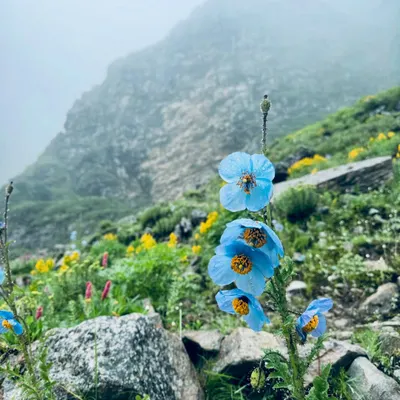 The elusive Himalayan Blue Poppy. Finding this beautiful and rare flower is one of the highlights for many trekkers in the Valley of Flowers.