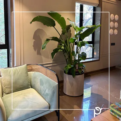 A tall Giant White Bird of Paradise (Strelitzia nicolai) plant in a modern cylindrical planter, adding a touch of tropical elegance to this living room corner. This plant is a favorite for its large, dramatic leaves and ability to thrive indoors with bright, indirect light.
