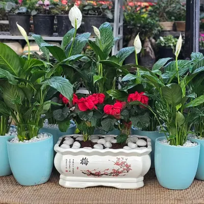 This arrangement combines different styles from my ceramic collection. It features peace lilies in sky-blue glazed pots alongside a rectangular planter with traditional hand-painted details, showing how you can mix and match for a beautiful display.