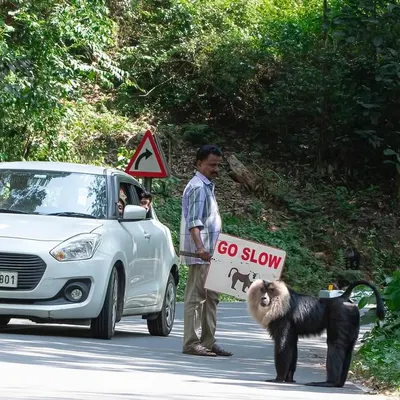 A forest guard holds a "GO SLOW" sign as an endangered Lion-tailed Macaque crosses the road in Valparai. This powerful image captures the direct intervention needed to protect wildlife from traffic in fragmented habitats.