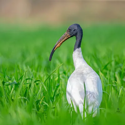 A portrait of a Black-headed Ibis in a lush green field. The tight crop focuses on the bird's unique curved beak and striking features, creating a detailed wildlife study.