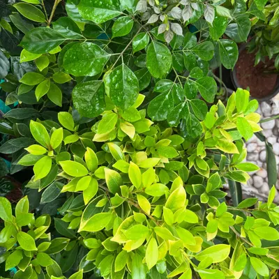 Every leaf tells its own story through its shape, texture, and tone. When you slow down and look closely, you can see nature's design genius. This is a mix of Schefflera and China Doll leaves, glistening after a light mist.
