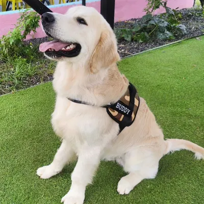This handsome Golden Retriever, Buddy, is all smiles. The happy, relaxed expression on our guests' faces is our greatest reward.