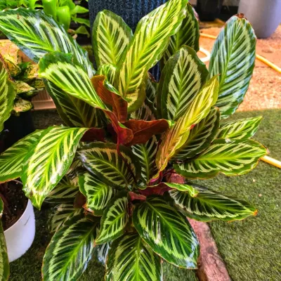 This Rakshabandhan, gift a bond that grows. This stunning, bushy Calathea with its intricate leaf patterns is a beautiful and lasting gift for your sibling.