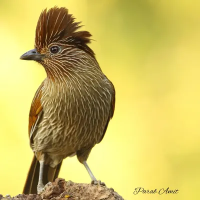 The Striated Laughingthrush, with its punk-rock crest and finely streaked body, is a social and vocal resident of the Himalayas. This portrait, with a clean yellow background, highlights the bird's unique texture and personality.