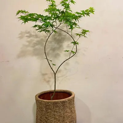 The Acer Palmatum, or Japanese Maple, is the heart of any Zen garden. Its delicate, arching form and finely cut leaves create a sense of elegance and tranquility. Here it is potted in a rustic, earthy planter.