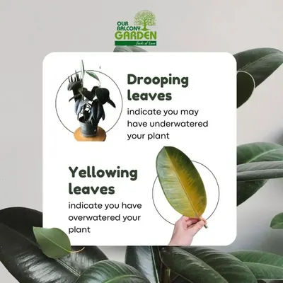 Are your Rubber Plant's leaves trying to tell you something? Drooping leaves often mean it's thirsty, while yellowing leaves can be a sign of overwatering. A little love goes a long way.