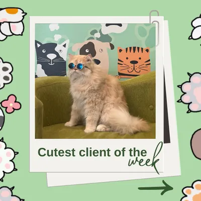 This Persian cat is the definition of cool with his stylish sunglasses. He's one of our cutest clients and knows how to strike a pose.