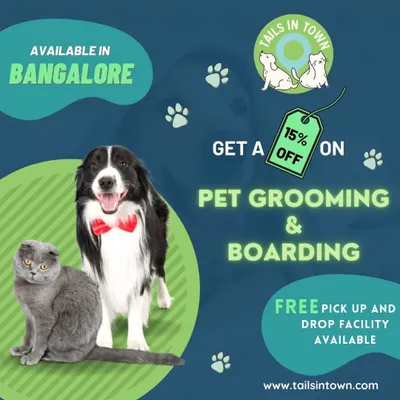 We offer more than just grooming. As this graphic shows, we also provide pet boarding services in Bangalore, making us a convenient choice for all your pet care needs.