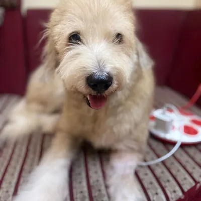 Rest in love, Snowy. You fought so hard through surgeries and chemo for more than a year. Adopting a senior dog, even for a short time, fills your life with memories. We will always remember you.