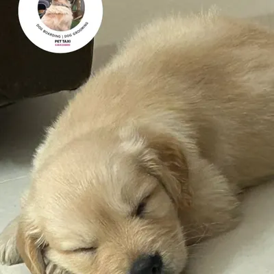 Sweet dreams, little one. This adorable Golden Retriever puppy is fast asleep after a fun day of play. We provide quiet, cozy nap zones for our youngest guests to rest and recharge.