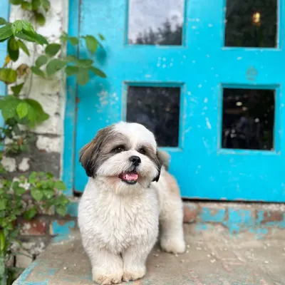 Here's Tofu looking absolutely dapper and ready for his close-up. A great haircut not only looks good but also helps keep your dog comfortable, especially in warmer weather.