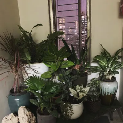 This cozy indoor corner was transformed with a collection of low-light tolerant plants like ferns and aglaonema, creating a lush feel even at night.