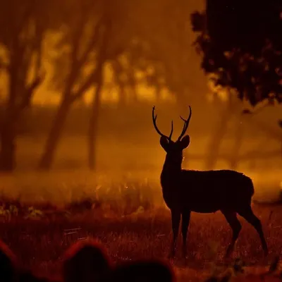 A Sambar deer stag silhouetted against the orange glow of a misty morning in Kanha National Park. The fog and the warm light create a magical, almost prehistoric atmosphere. This is the essence of a jungle sunrise.