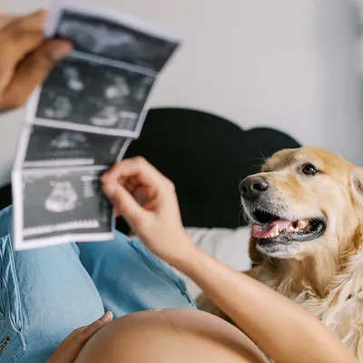 Introducing the new baby to the family's first baby. This close-up shows their curious dog looking at the ultrasound scan, a heartwarming and funny moment.