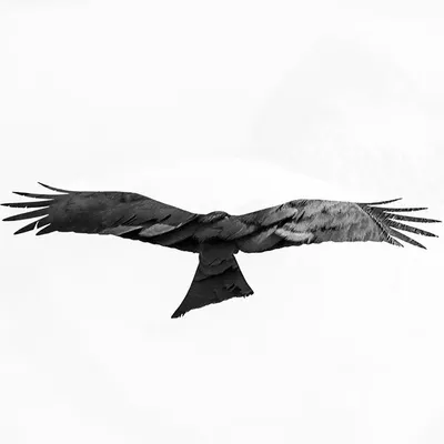 An in-camera double exposure combining a predator and its prey. I layered a silhouette of a Black Kite in flight over a faint image of a feral pigeon, creating a ghostly, high-contrast narrative in a single frame.