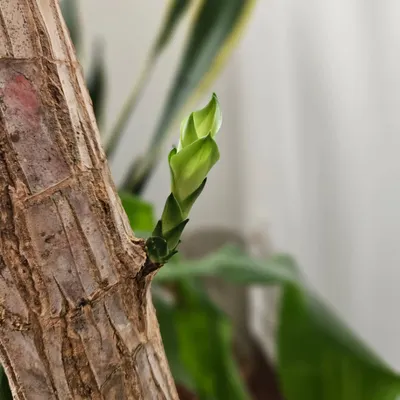 After I trimmed all the dead leaves from my Dracaena plant, I whispered words of encouragement to its bare stems every day. This morning, I saw this new plumule. It reminded me that even when things seem barren, hope and nurturing can bring new life. It is a powerful lesson in self talk and perseverance.