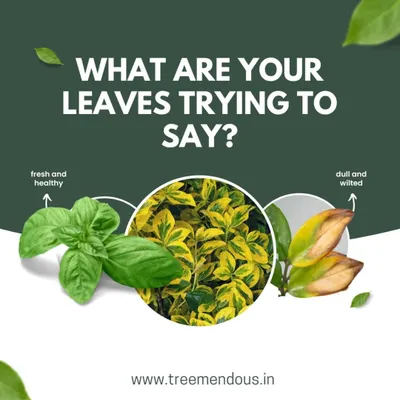Your plant's leaves are trying to tell you something. Learning to distinguish between a healthy, fresh leaf and one that is dull and wilted is the first step to becoming a great plant parent.