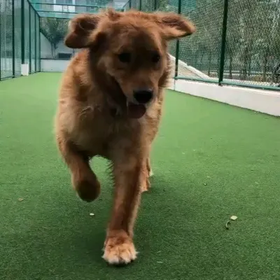Look at this happy boy on the move. This is Loki, a 3-year-old Golden Retriever, mid-run during his playtime. He is an active and joyful dog who is fully vaccinated, neutered, and ready to bring so much happiness to a new family.