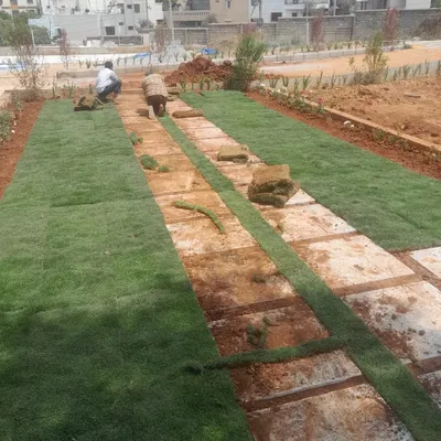 My team laying rolls of fresh turf alongside a pre-installed stone pathway. This shows the systematic process I follow for lawn installation, ensuring a clean and professional result.