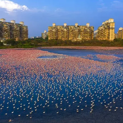 A drone's perspective reveals the breathtaking sight of flamingos in Navi Mumbai's Talawe wetland. This area, vital for migratory birds, is threatened by development, and my work aims to bring awareness to its plight.
