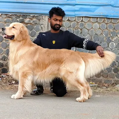 This is a prime example of the adult Golden Retrievers in my breeding program. I focus on achieving the ideal temperament, strong physique, and beautiful coat that define a purebred Golden Retriever.
