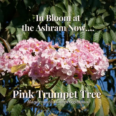 The Pink Trumpet tree is in full bloom, showering our ashram in beautiful pink flowers during February and March. While its bark is used in Ayurvedic medicine, we prefer to simply gaze in awe at its spectacular beauty.