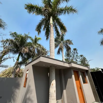 A key principle of our work is designing around existing nature. At Gulmohar Farmhouse, a mature palm tree grows directly through a cutout in the security guard's cabin roof, a clear example of how we adapt our architecture to the site.