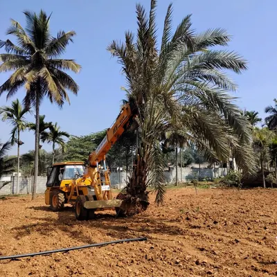 A JCB backhoe loader carefully lifts a mature date palm. We use the appropriate machinery for the size and type of tree to ensure a safe and efficient uprooting process.