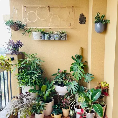 This is the beautiful 'after' of a balcony that was once crowded with over 100 planters. By carefully sorting, grouping, and using vertical space, we created a clean, organized, and lush green corner.