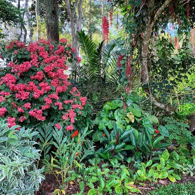 Creating these layered tropical gardens is a meditative process. Here in a Coorg garden, we combined flowering shrubs, broadleaf plants, and delicate ferns to build a living tapestry.