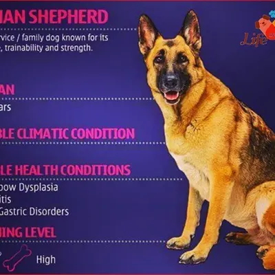 This guide for German Shepherds details their high grooming needs and potential for hip and elbow dysplasia. We use this breed-specific knowledge to provide targeted advice during our at-home consultations.