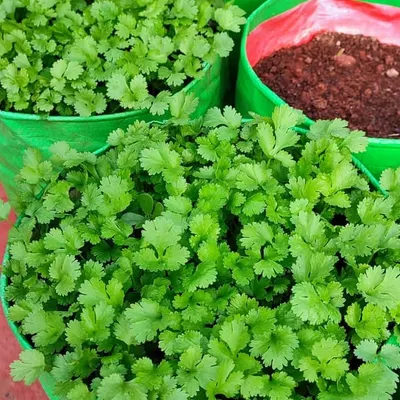 Fresh coriander growing abundantly in vibrant green grow bags. We can help you start your own kitchen garden on your terrace or balcony, providing the right containers and soil for healthy herbs and vegetables.