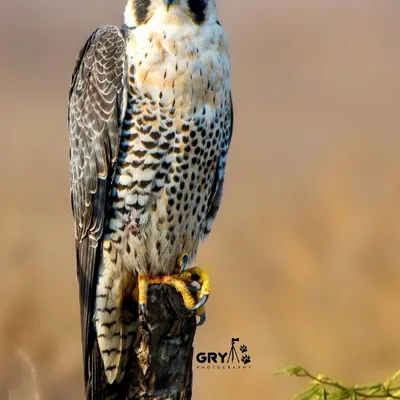 A Peregrine Falcon perched, its sharp eyes scanning the landscape. This portrait highlights the intricate patterns and formidable presence of this apex aerial predator.