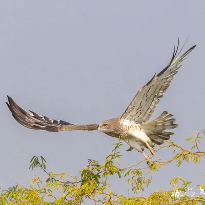 A Short-toed Snake Eagle takes flight, its impressive wingspan on full display. These eagles are specialized hunters of reptiles and are often seen soaring over open country in search of their next meal.