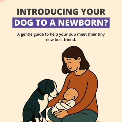 Introducing your dog to a newborn? This gentle guide will help your pup meet their tiny new best friend safely and positively.
