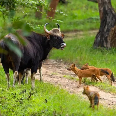 A truly epic faceoff between a pack of dholes and a mother gaur protecting her calf. This is a rare clash of worlds, the small, tenacious predators against the largest of prey.