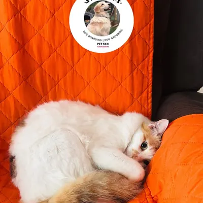 A cozy cat curled up on a comfy chair. We provide plenty of soft, warm spots for our feline guests to nap and relax in peace.